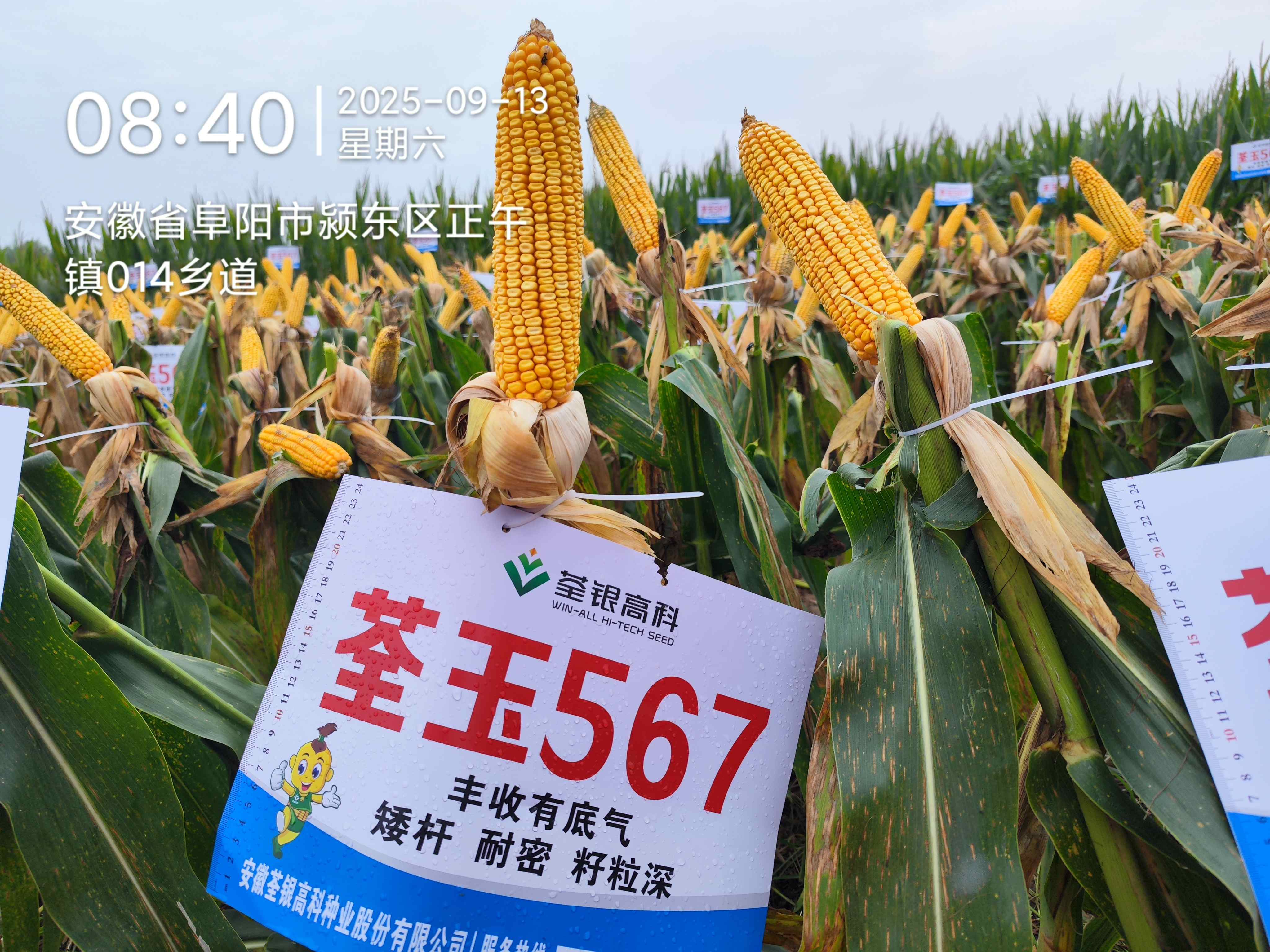 荃玉567.jpg 荃玉567.jpg